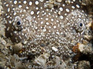 Stargazer , taken under the BHB with Canon G12 and UCL165
 by Beate Seiler 